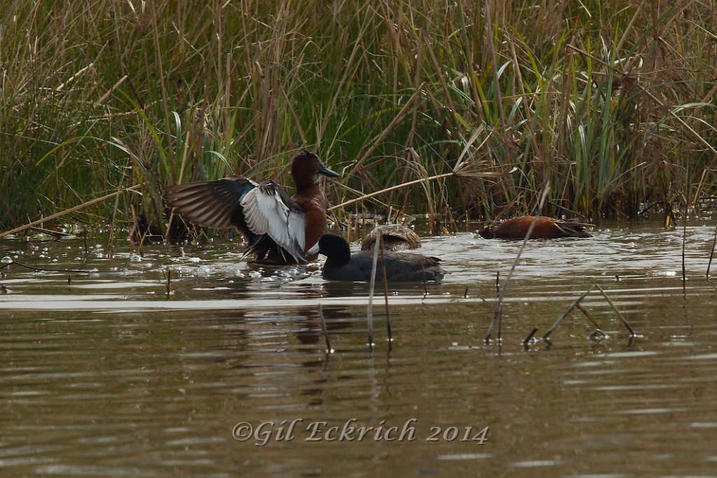 Cinnamon Teal 2014-01-25.jpg